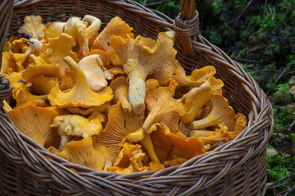cantharellen paddenstoelen frank fol horeca webzine