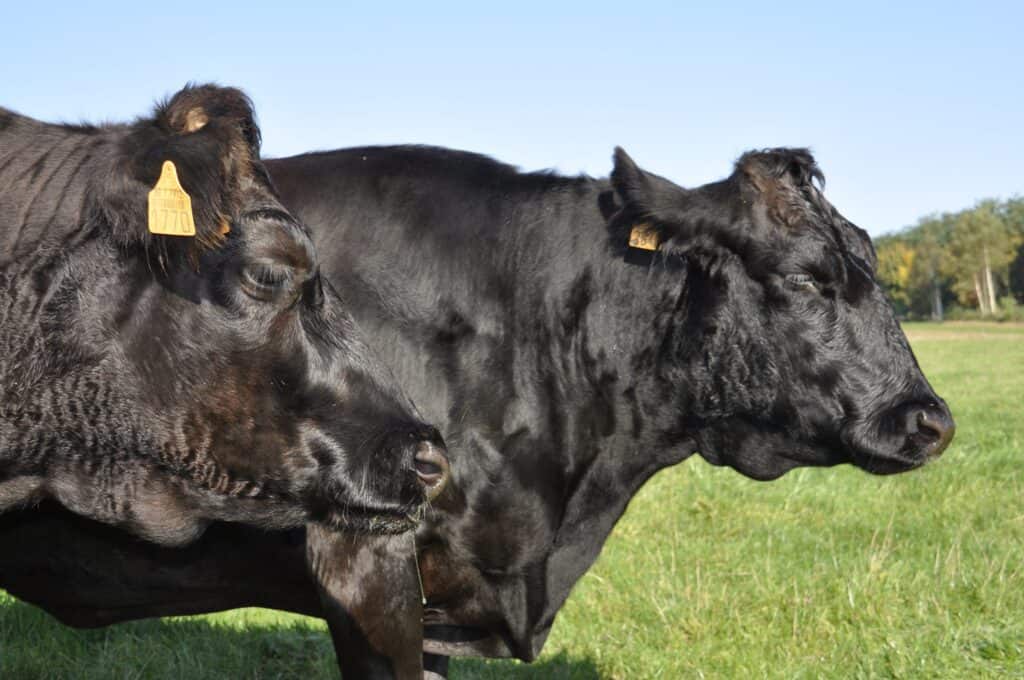 wagyu-runderen-van-hof-van-ossel